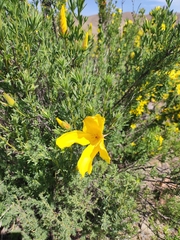 Balbisia peduncularis