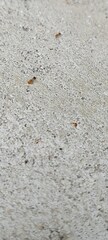 Trichomyrmex destructor
