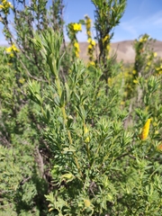 Balbisia peduncularis