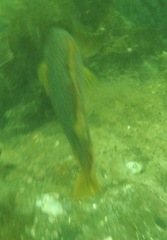 Hexagrammos decagrammus