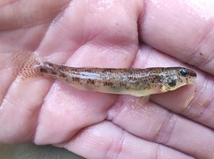 Etheostoma olmstedi