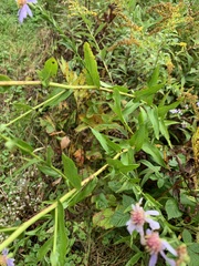 Symphyotrichum laeve