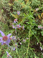 Symphyotrichum laeve