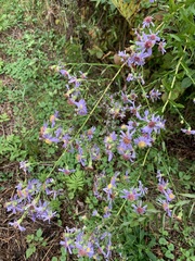 Symphyotrichum laeve