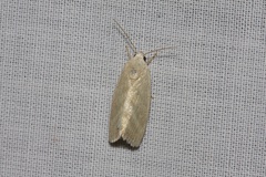 Earias paralella