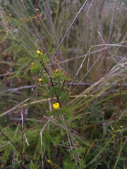 Hibbertia cistiflora