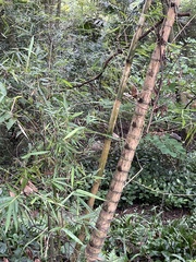 Bambusa vulgaris