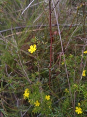 Hibbertia cistiflora