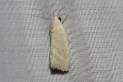 Earias paralella