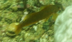 Hexagrammos decagrammus
