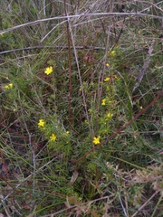 Hibbertia cistiflora