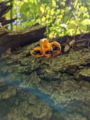 Pseudocolus fusiformis