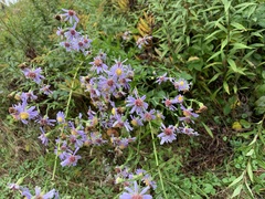 Symphyotrichum laeve