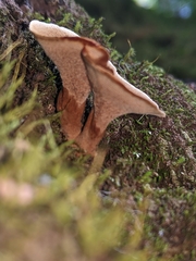 Coltricia cinnamomea