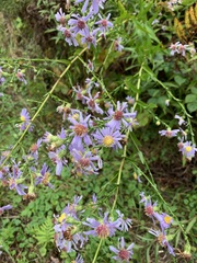 Symphyotrichum laeve