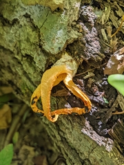 Pseudocolus fusiformis