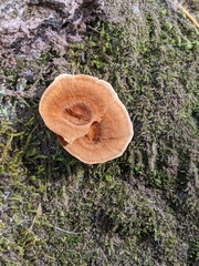 Coltricia cinnamomea