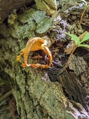 Pseudocolus fusiformis