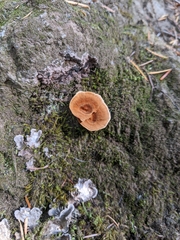 Coltricia cinnamomea