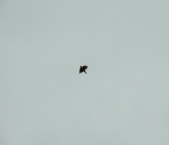 Pyrocephalus rubinus