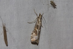 Nomophila corticalis