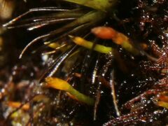 Eccremidium pulchellum