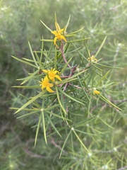 Persoonia juniperina