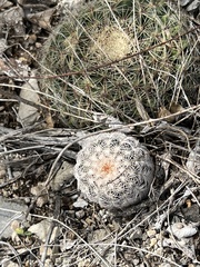 Echinocereus reichenbachii caespitosus