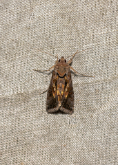 Chrysodeixis includens