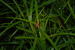 Lycosoidea