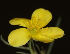 Talinum polygaloides