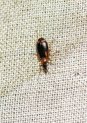Lebia