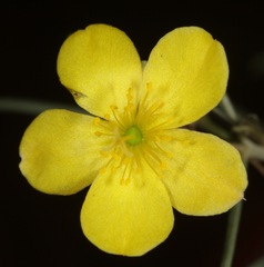 Talinum polygaloides