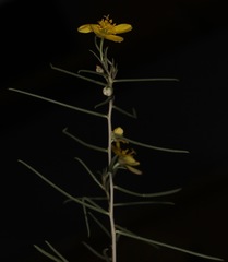 Talinum polygaloides