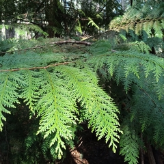 Chamaecyparis lawsoniana