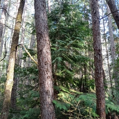 Chamaecyparis lawsoniana