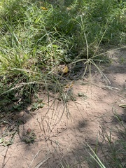 Chloris verticillata