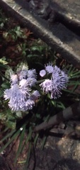 Ageratum corymbosum