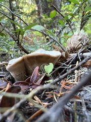 Hydnellum aurantiacum
