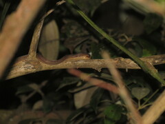 Pareas carinatus