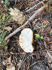 Hydnellum aurantiacum