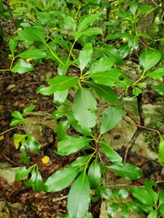Kalmia latifolia