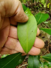 Kalmia latifolia