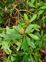 Rhododendron maximum