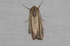 Leucania stenographa