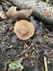 Psathyrella bipellis
