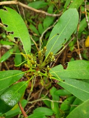 Rhododendron maximum