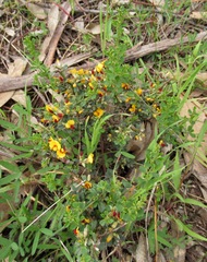 Pultenaea largiflorens