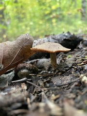Psathyrella bipellis