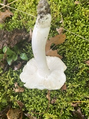 Tricholoma
